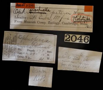 Media type: image;   Invertebrate Zoology OPH-161 Description: Original handwritten specimen labels;  Aspect: labels